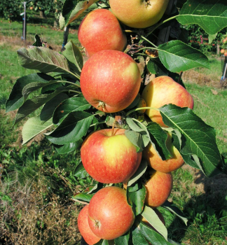 Sulenapfel HERALD Unterlage M7, 50-60 cm, Cont. 3 l