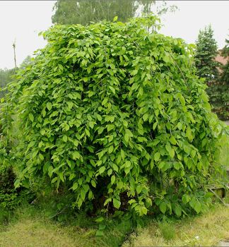 Hainbuche 'PENDULA' auf Stamm 160 cm, Cont. 20 l