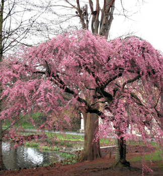 Zier-Sauerkirsche 'PENDULA PLENA ROSEA' auf Stamm 150 cm, Cont. 12 l