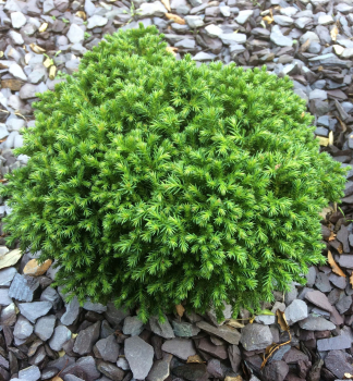 Japanische Sicheltanne �GREEN PEARL� 15-20 cm, Cont. 2,5 l