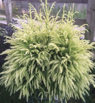 Japanische Sicheltanne SEKKAN 60-70 cm, kont. 5 l