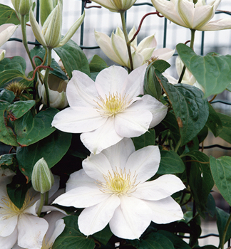 Clematis 'MADAME LE COULTRE' 40-50 cm, Cont. 2 l