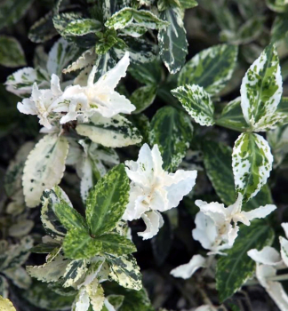 Kletter-Spindelstrauch �HARLEQUIN� 10-15 cm, Cont. 1 l