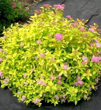 Sommerspiere GOLDEN PRINCESS 10-15 cm, Cont. 1,4 l