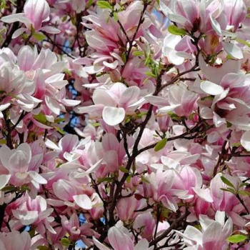 Magnolie �PINK BEAUTY� auf Stamm 120 cm, Cont. 15 l
