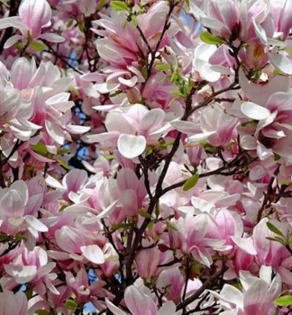 Magnolie �PINK BEAUTY� auf Stamm 120 cm, Cont. 15 l