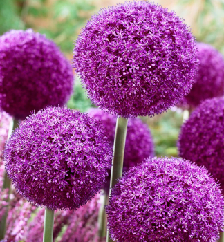 Allium �AMBASSADOR�� Packungsinhalt 1 St.