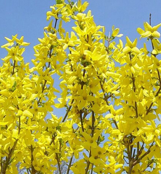 Goldgl�ckchen �LYNWOOD� 20-30 cm, Cont. 1,4 l