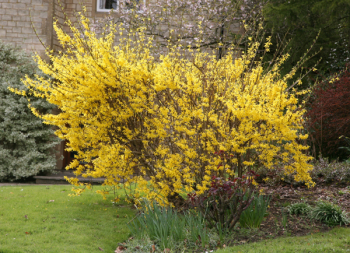 Forsythia intermedia �LYNWOOD�