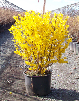 Forsythia intermedia �LYNWOOD�, v n�dobe
