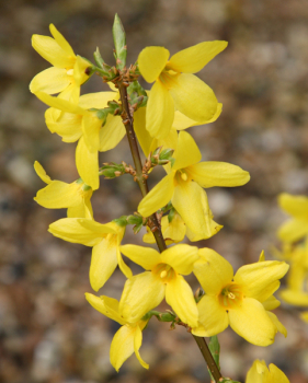 Forsythia intermedia �LYNWOOD�, detail kvetu