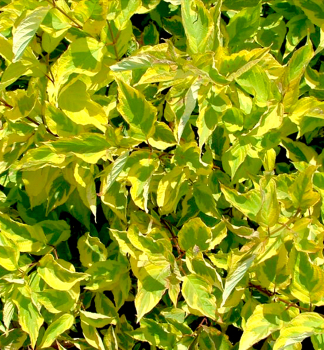 Tatarische Hartriegel 'SPAETHII' 20-30 cm, Cont. 2,5 l