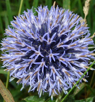 Obrzok