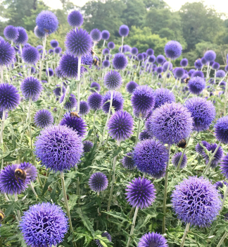 Kugeldistel, Cont. 0,5 l
