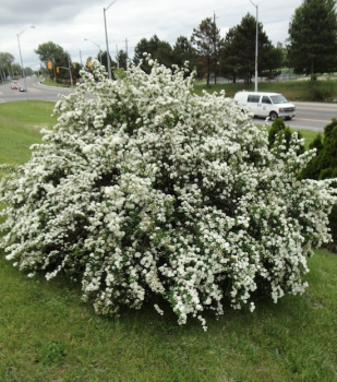 Spiraea x vanhouttei: detail kvetu