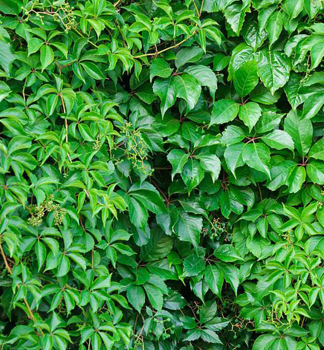 Jungfernrebe 40-50 cm, Cont. 2 l, Pflanze mit Rankhilfen