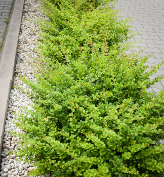 Thunberg-Berberitze �GREEN CARPET� 20-30 cm, Cont. 2,5 l