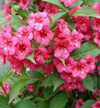 Weigelie 'BRISTOL RUBY' auf Stamm 120 cm, Cont. 12 l