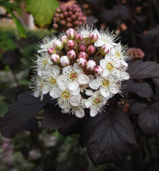 Physocarpus opulifolius DIABOLO, detail kvetu