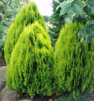 Morgenlndischer Lebensbaum AUREA NANA 20-30 cm, Cont. 2,5 l