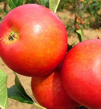 Apfel BOHEMIA RED Unterl. M26, 120-140 cm, Cont. 5 l
