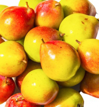 Bollweilerbirne 'TATARNAJA' Unterlage Kirchensaller, 160-180 cm, Cont. 7,5 l