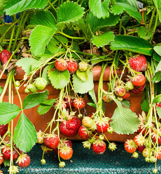 Wald-Erdbeere �RUJANA�, Cont. 0,3 l