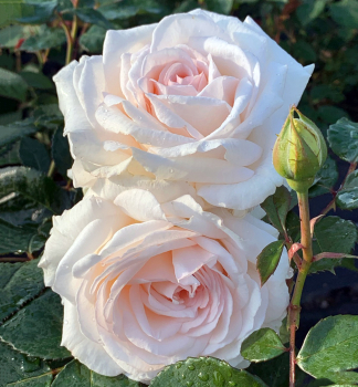 Duftende Buschrose 'GRFIN ELKE ZU RANTZAU' **** Kordes 2019, Cont. 2 l