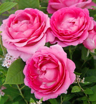 Duftende Buschrose FRULEIN MARIA ***** ADR, Kordes 2019, Cont. 2 l
