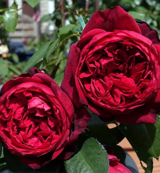 Groblumige Buschrose 'ADMIRAL' ***** Tantau, Cont. 2 l