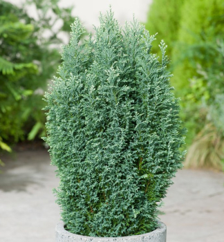 Lawsons Scheinzypresse �SNOW WHITE� 20-30 cm, Cont. 2,5 l