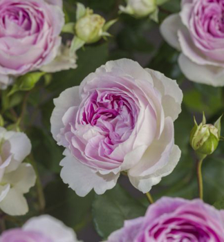 Gartenrose 'SAPHIR' *** Tantau, Cont. 2 l