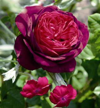 Groblumige Buschrose 'ASTRID GRFIN VON HARDENBERG' ***** Cont. 2 l