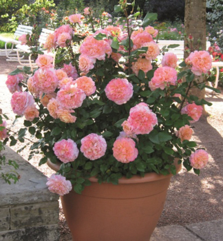 Groblumige Buschrose 'AUGUSTA LUISE' ***** Tantau, Cont. 2 l