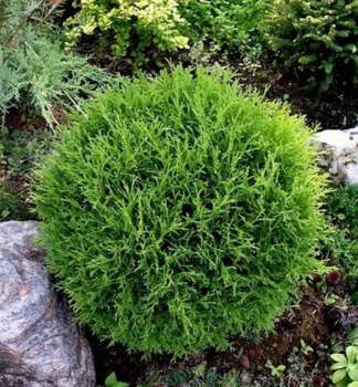 Abendlndischer Lebensbaum 'TINY TIM' 15-20 cm, Cont. 2,5 l