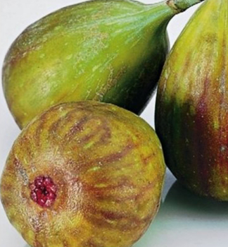 Feigebaum 'FRANCUESCO' 30-40 cm, Cont. 2 l