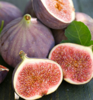 Feigebaum �FRANCUESCO� 30-40 cm, Cont. 2 l