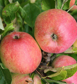Apfel ZUZANA Unterl. M26, 160-180 cm, Cont. 5 l