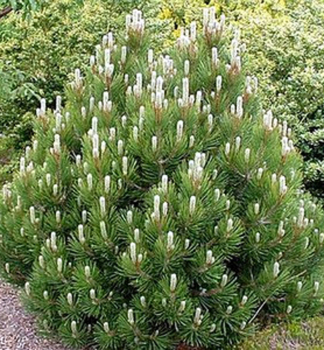 Schlangenhaut-Kiefer COMPACT GEM 20-30 cm, Cont. 2 l