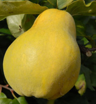 Birnen-Quittebaum �PORTUGAL� Unterlage S�mling, wurzelnackt