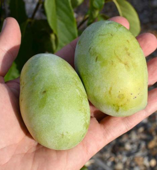 Indianerbanane 40-50, kont. 5 l