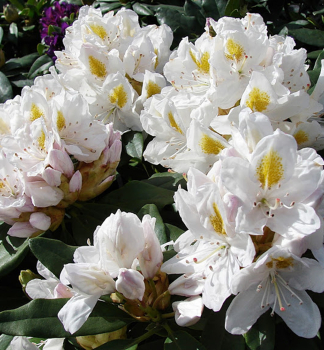 Rhododendron MADAME MASSON 30-40 cm, Cont. 3 l
