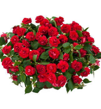 Flei�iges Lieschen �MUSICA ELEGANT RED�, Cont. 0,5 l