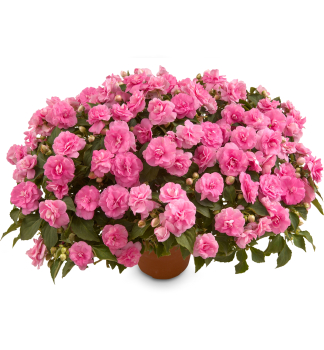 Fleissiges Lieschen �MUSICA PINK AROMA�, Cont. 0,5 l