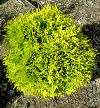 Abendlndischer Lebensbaum MIRJAM 15-20 cm, Cont. 2 l