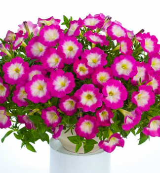 Petunie 'CASCADIAS� FANTASY HOT PINK', Cont. 0,5 l