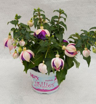 Gro�blumige Fuchsie �JOLLIES LA GRANDE LORRAINE�, Cont. 0,5 l