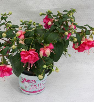 Gro�blumige Fuchsie �JOLLIES LA GRANDE CORSE�, Cont. 0,5 l