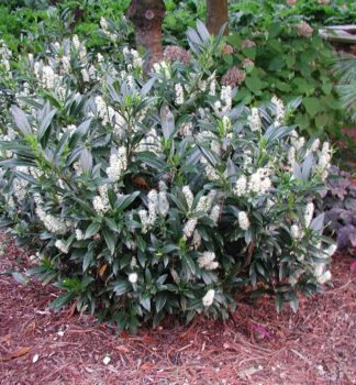Prunus laurocerasus �OTTO LUYKEN� obdobie kvitnutia
