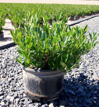Prunus laurocerasus �OTTO LUYKEN� v n�dobe